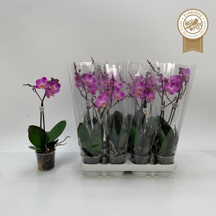 <h4>PHAL OV ROZE</h4>