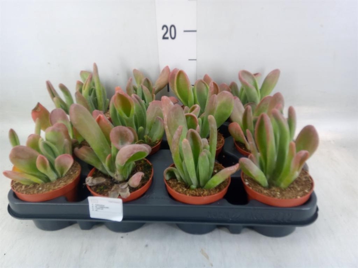 <h4>Kalanchoe NF   ...</h4>