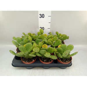 Opuntia humifusa