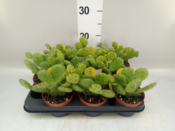 <h4>Opuntia humifusa</h4>