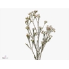 Chamelaucium Moonlight Delight