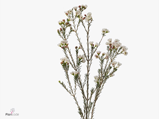Chamelaucium Moonlight Delight