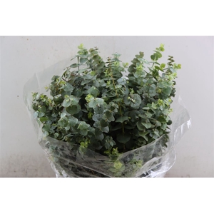 Euca Baby Blue Short 150gr P Bunch