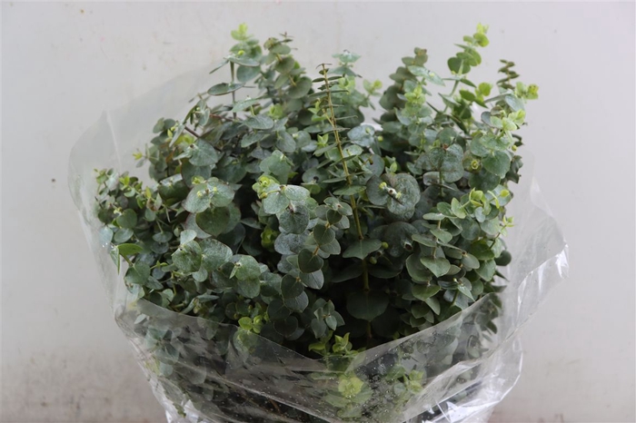 <h4>Euca Baby Blue Short 150gr P Bunch</h4>