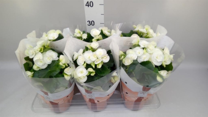 <h4>Begonia elat. HL 'Clara'</h4>