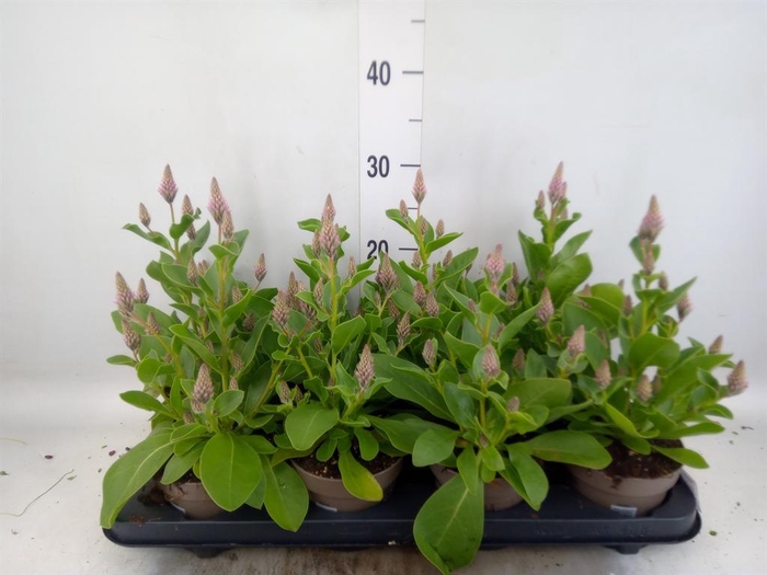 <h4>Ptilotus exaltatus 'Joey'</h4>