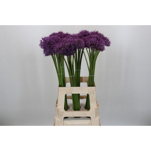 Allium Gladiator