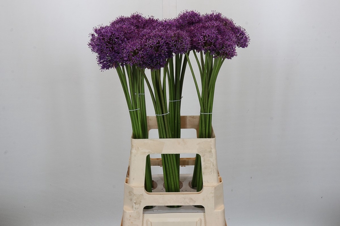 <h4>Allium Gladiator</h4>