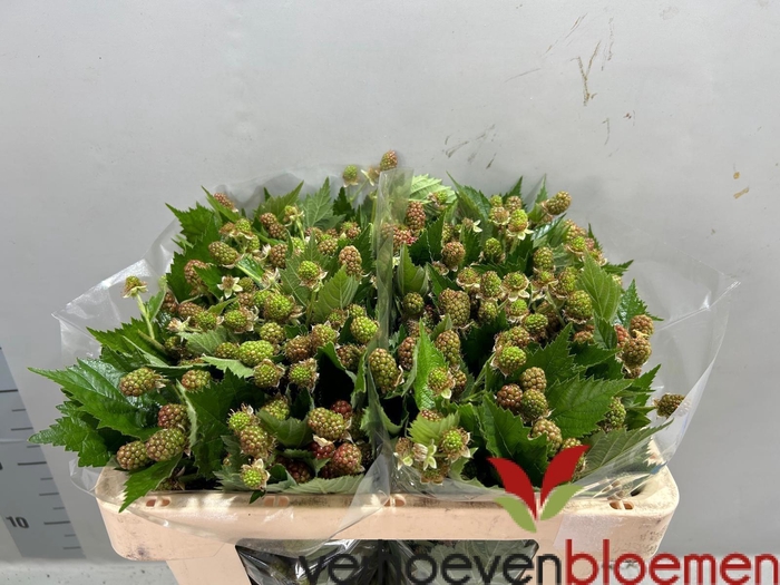<h4>RUBUS FR CHESTER</h4>