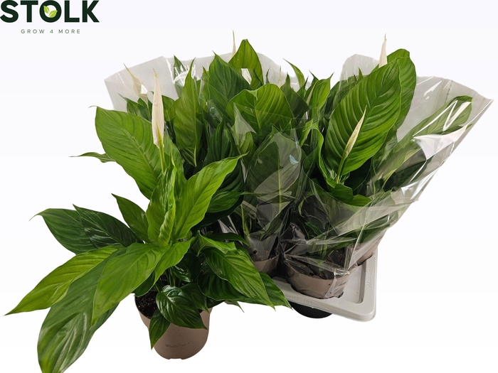 <h4>SPATH SWEET SILVIO</h4>