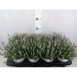 Lavandula angus. 'Rosea'