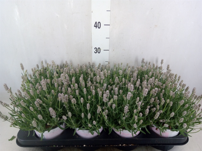 <h4>Lavandula angus. 'Rosea'</h4>