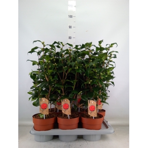 Camellia reticulata 'Mary Williams'