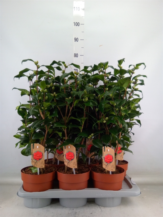 <h4>Camellia reticulata 'Mary Williams'</h4>