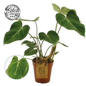 Philodendron Gloriosum 15cm