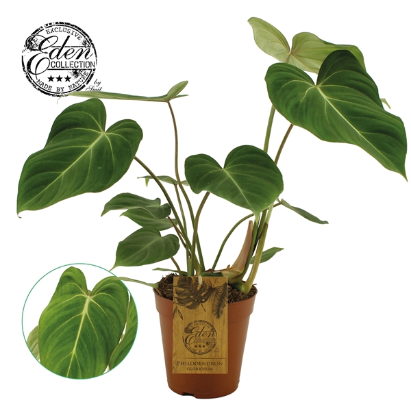 <h4>Philodendron Gloriosum 15cm</h4>