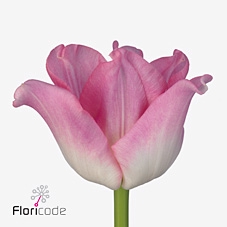 Tulipa co crown of dynasty