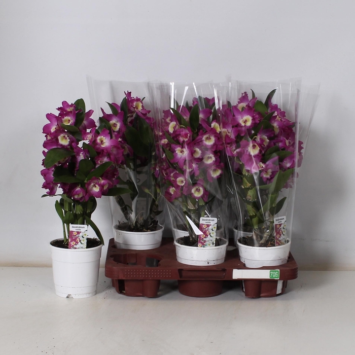 <h4>DEND NOBILE</h4>