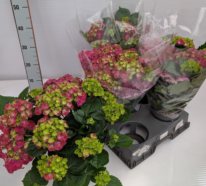 <h4>HYDR M HI FIRE</h4>