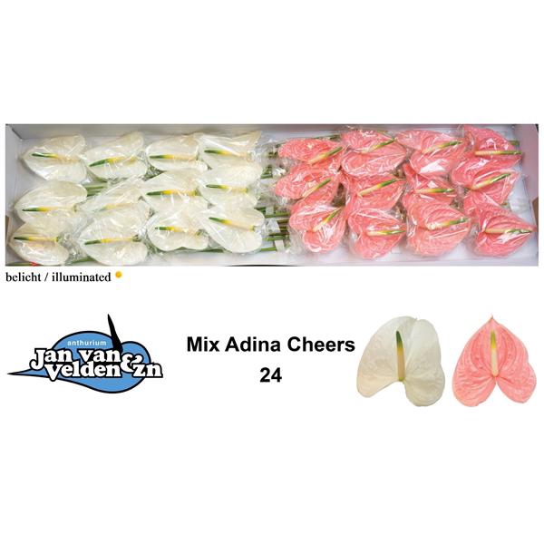 <h4>Anth A Mix Adina Cheers 11 cm X24 Jan van Velden</h4>