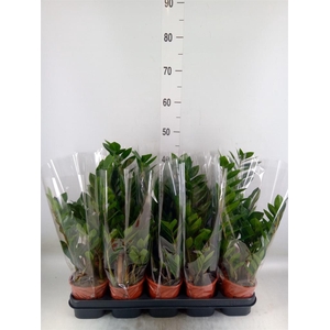 Zamioculcas zamiifolia