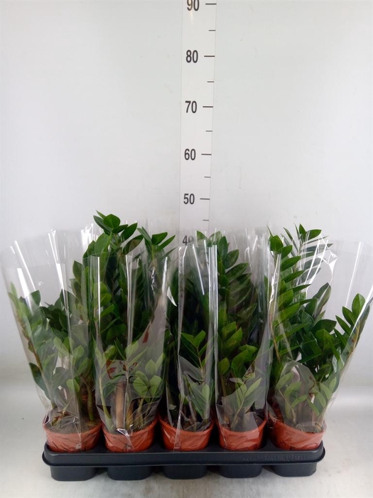 <h4>Zamioculcas zamiifolia</h4>
