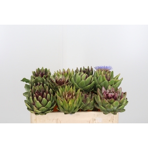 Cynara Sc Green Glob