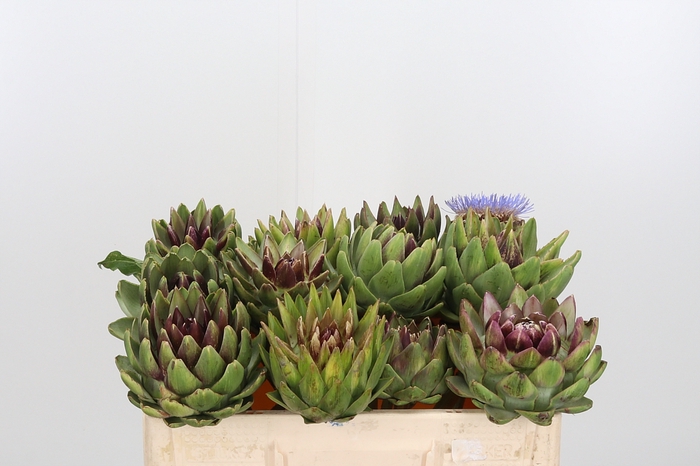 <h4>Cynara Sc Green Glob</h4>