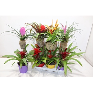 Bromelia Op Hout