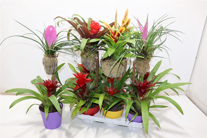 <h4>arr8 Bromelia Op Hout</h4>