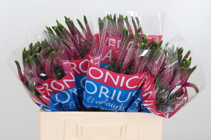 <h4>Veron Smart Artist</h4>