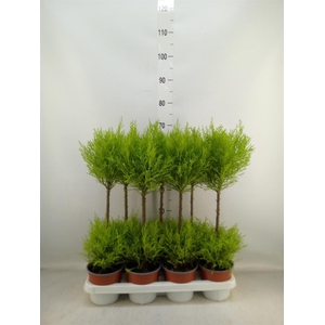 Cupressus macro. 'Goldcrest Wilma'