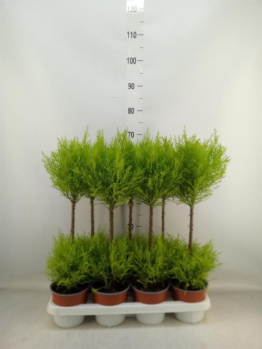 <h4>Cupressus macro. 'Goldcrest Wilma'</h4>