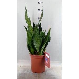 Sansevieria trifa. 'Black Coral'