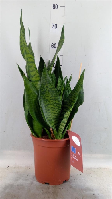 <h4>Sansevieria trifa. 'Black Coral'</h4>
