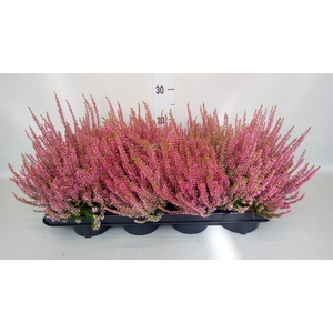 Calluna vulg. 'Garden G Rosita'