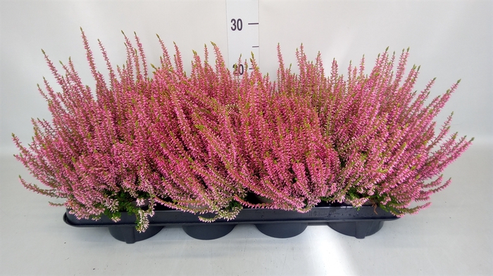 Calluna vulg. 'Garden G Rosita'