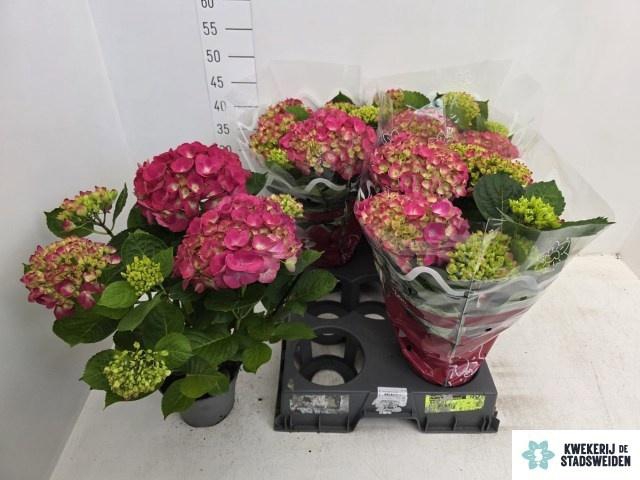 <h4>HYDR M AMSTERDAM</h4>