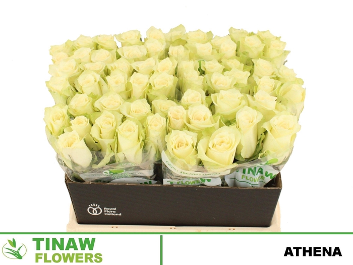 <h4>R GR ATHENA</h4>