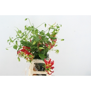 GLORIOSA MISATO RED