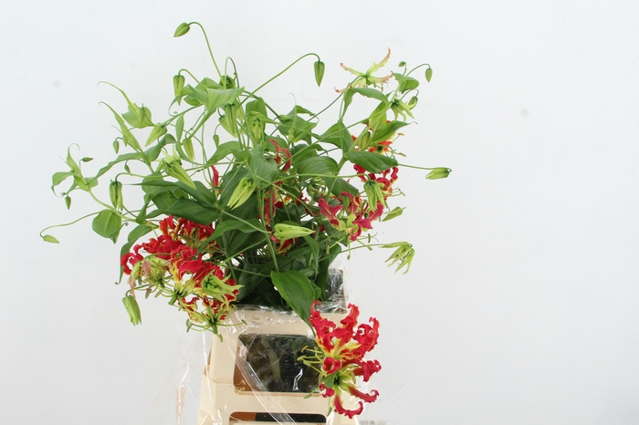 <h4>GLORIOSA MISATO RED</h4>