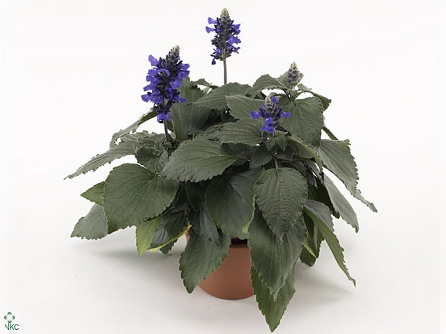 Salvia  'Mystic Spires Blue'