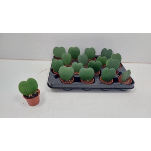 HOYA KERRII