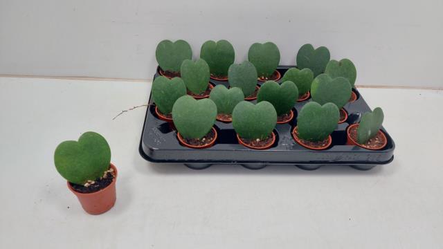 <h4>HOYA KERRII</h4>