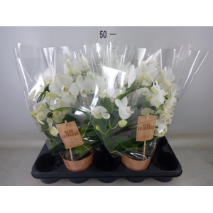 Phalaenopsis   ...
