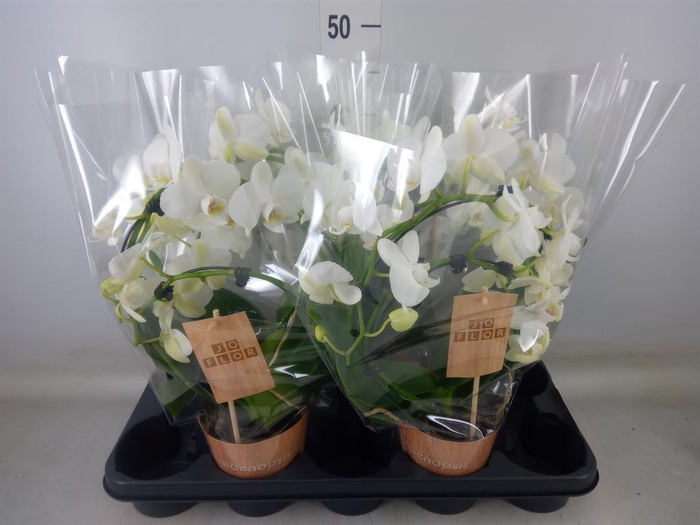 <h4>Phalaenopsis   ...</h4>