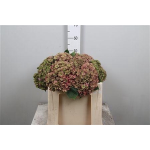 Hydr Cl M Roy Anasta