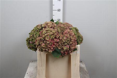 <h4>Hydr Cl M Roy Anasta</h4>