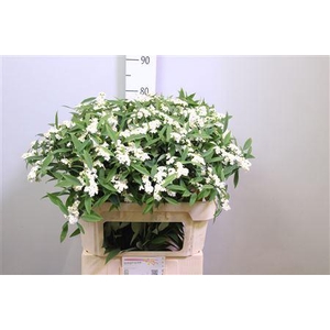 Euph F T Quicksilver