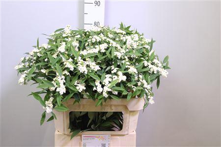 <h4>Euph F T Quicksilver</h4>